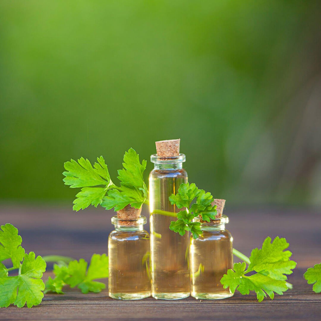 Here Are Some Technical Details About Parsley Oil